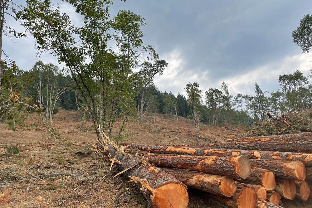 Selective harvest of Douglas-fir trees to restore oak woodlands, Cow Creek Band, Oregon. Photo credit: Tim Vredenberg.