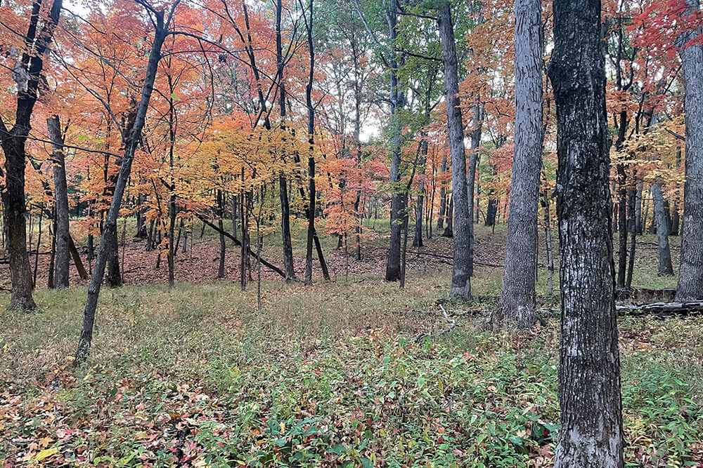 Oak and hickory forest of the Central Hardwood region, eastern U.S. Photo credit: Rob Scheller.