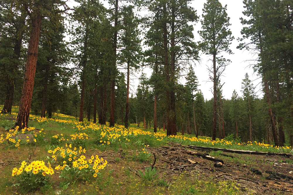 Recently thinned and underburned ponderosa pine forest with an open understory of balsamroot sunflower. Photo credit: Susan Prichard.