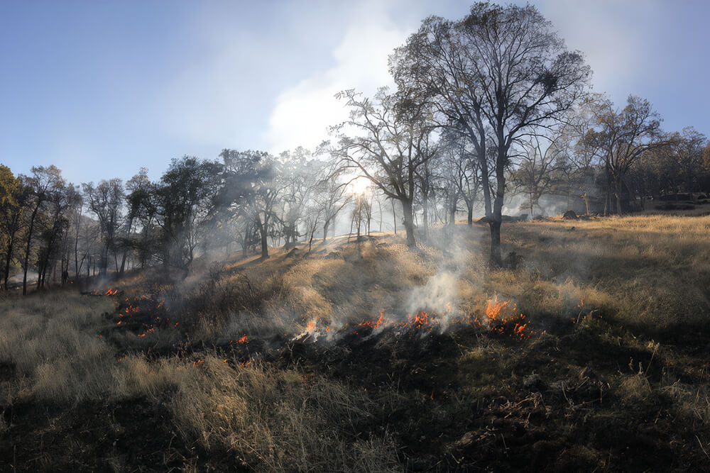Restoration burning in a California oak woodland. Photo credit: Don Hankins.