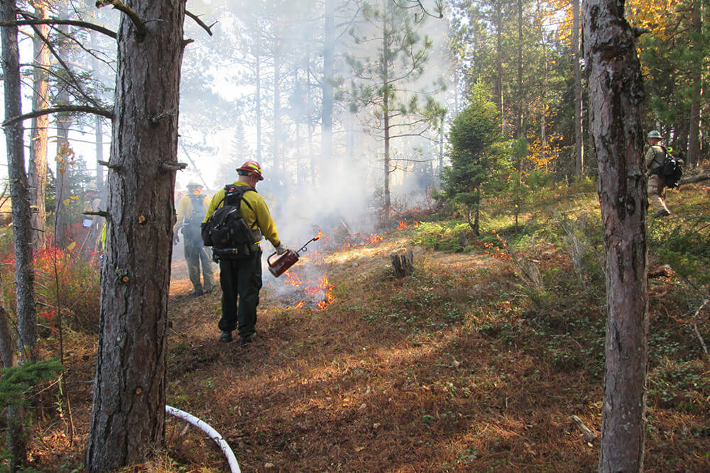 Restoration of fire in red pine and white pine forests of the Apostle Islands National Lakeshore, Wisconsin. Photo credit: Kurt Kipfmueller.